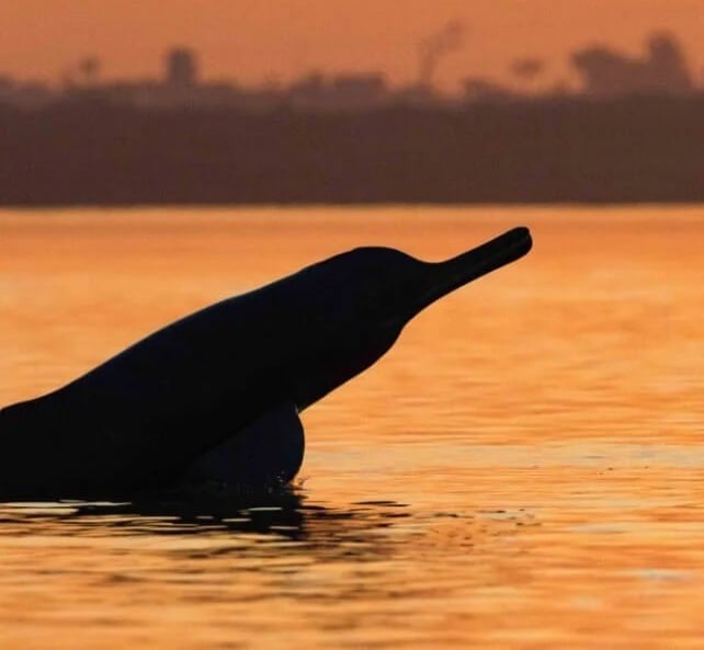 Ganges dolphin in the Mohana River