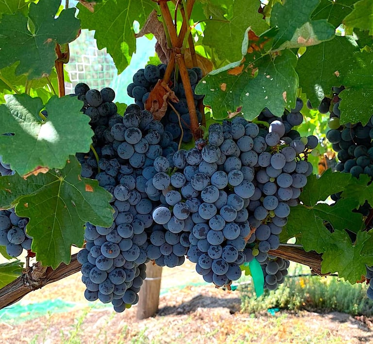 Dark purple grapes hang in clusters with green leaves.