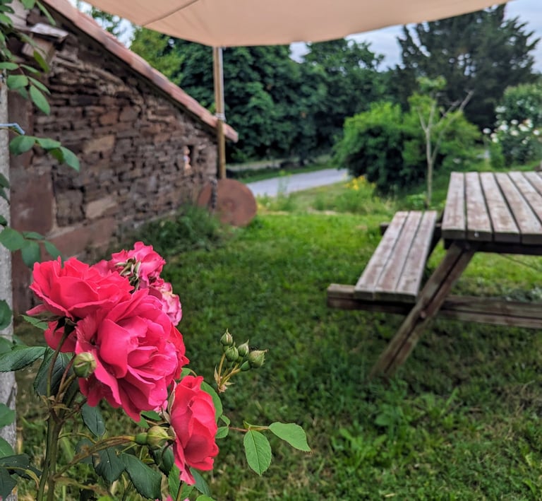Bouquet de roses et en arrière plan table de pique nique en bois à l'ombre d'une toile