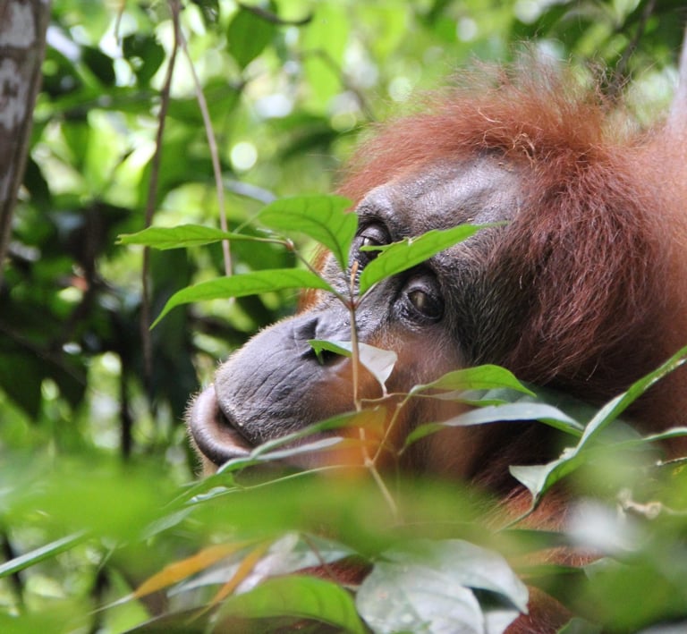 Sumatra Trip