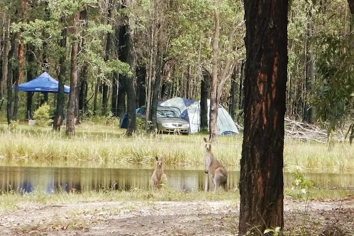 kangaroos beside waterhole