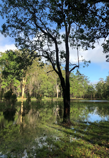 serene waterhole