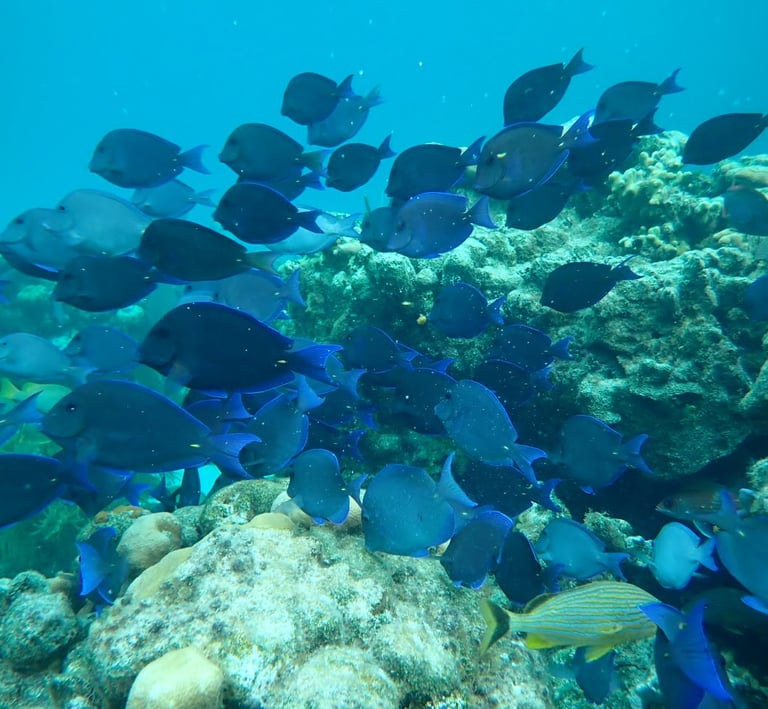 Blue Tangs School