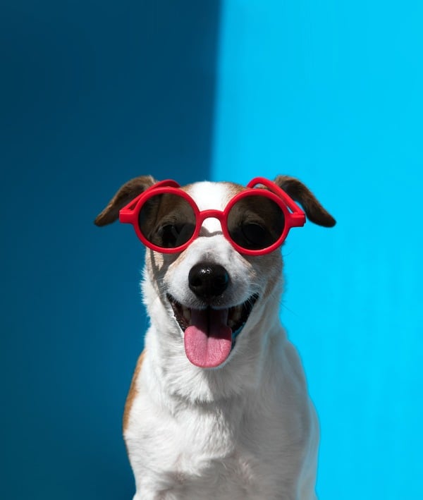 Perrito feliz con lentes de sol redondos color rojo