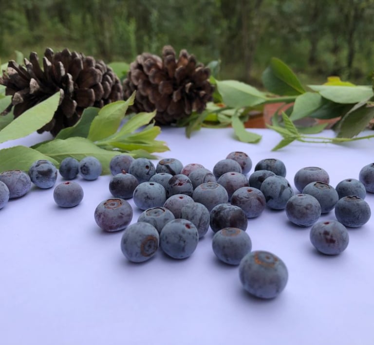 Arándanos silvestres frescos esparcidos sobre una superficie blanca con piñas y hojas verdes 