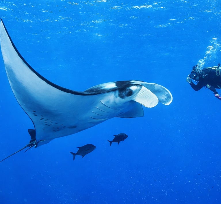 A scuba diver swims near a large manta ray in clear blue ocean water.