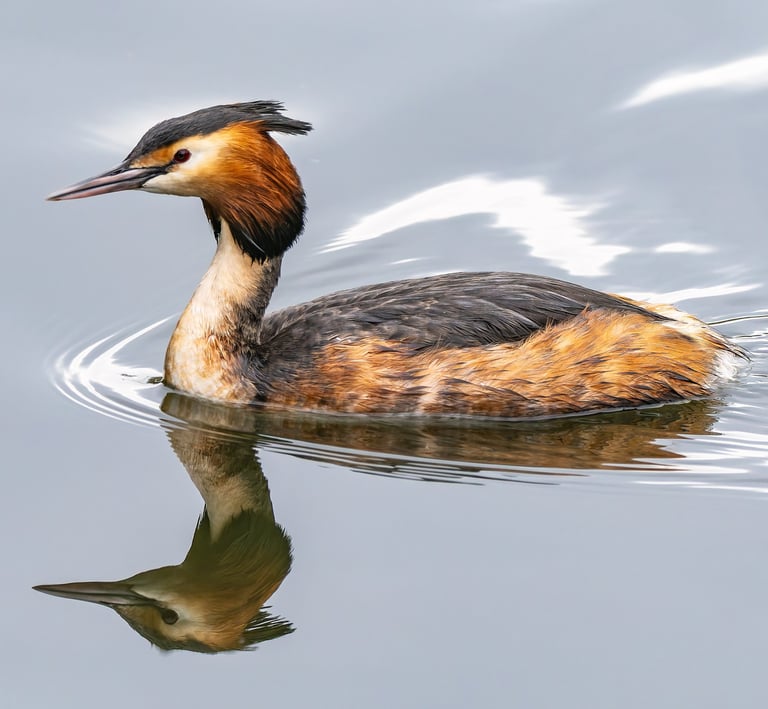 Great Crested Grebe, St James's Park, London