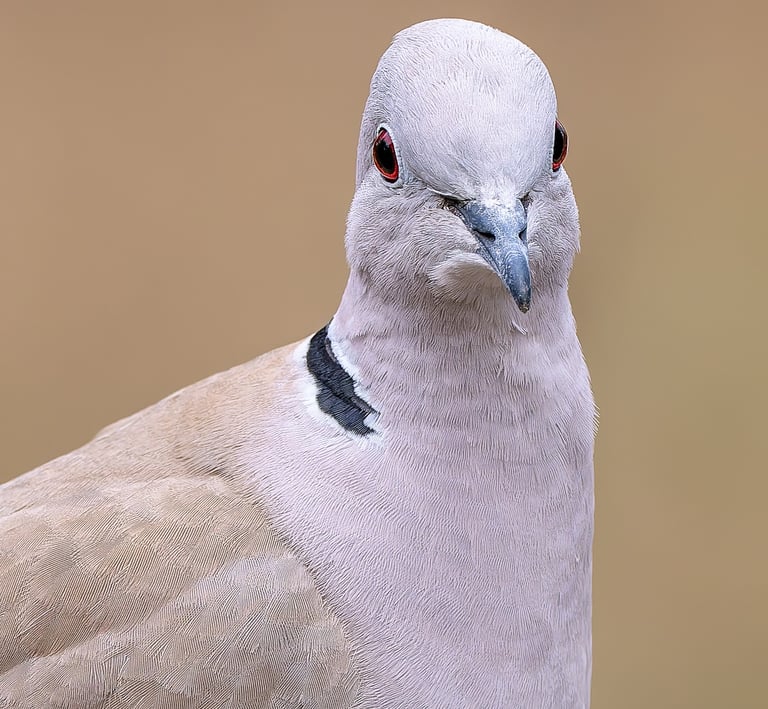 Collared Dove, Stodmarsh NNR, Kent