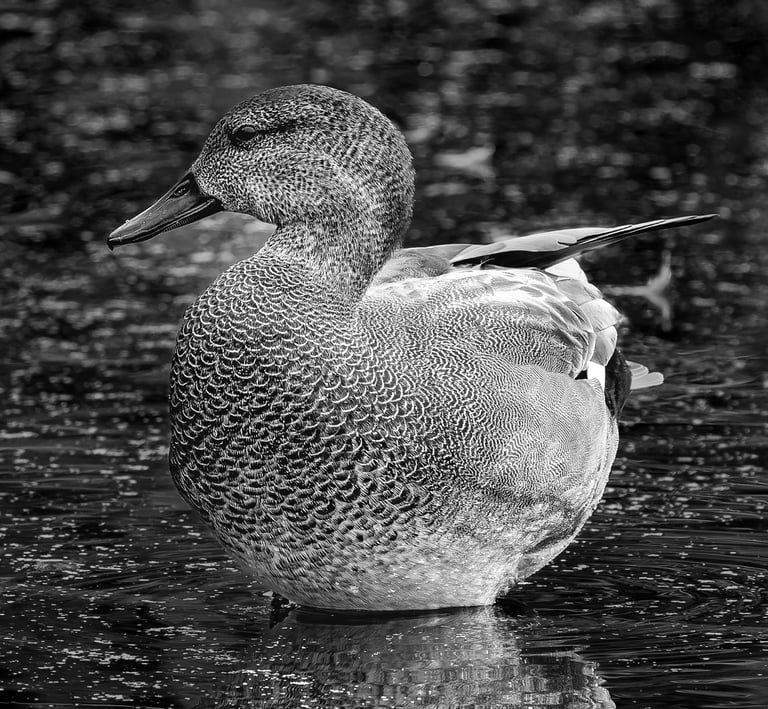 Male Gadwall, RSPB Rye Meads, Herts