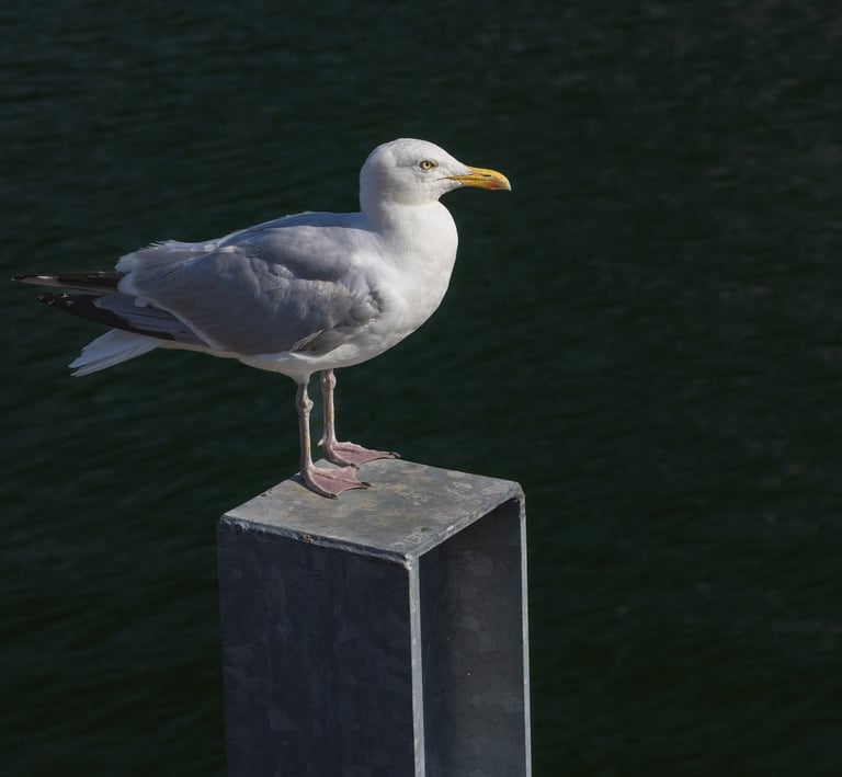 Herring Gull, Dublin, Ireland