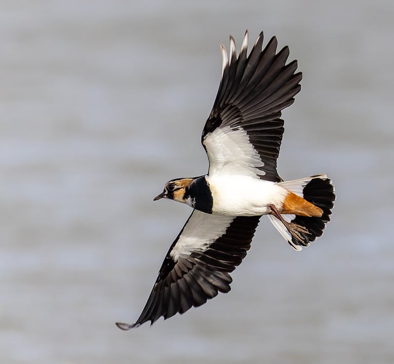 Lapwing, RSPB Rainham Marshes, Essex
