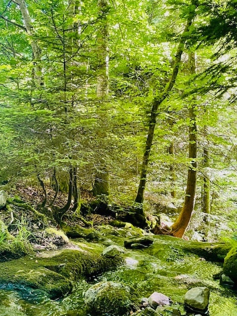 forêt à proximité du gîte