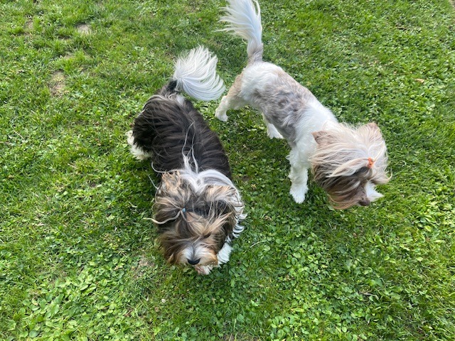 couple parents biewer