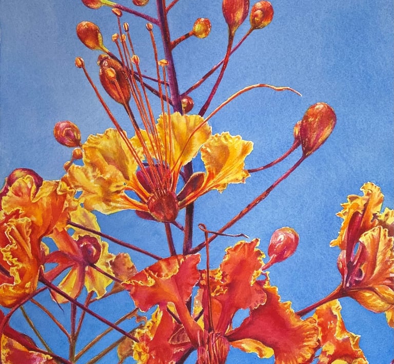Red Bird of Paradise, Watercolor