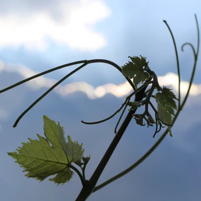 Rameaux de vigne sur ciel bleu 