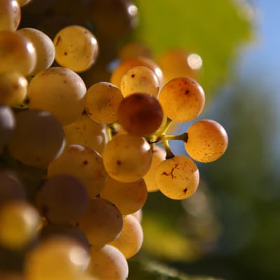 Détails raisins blancs sous le soleil 