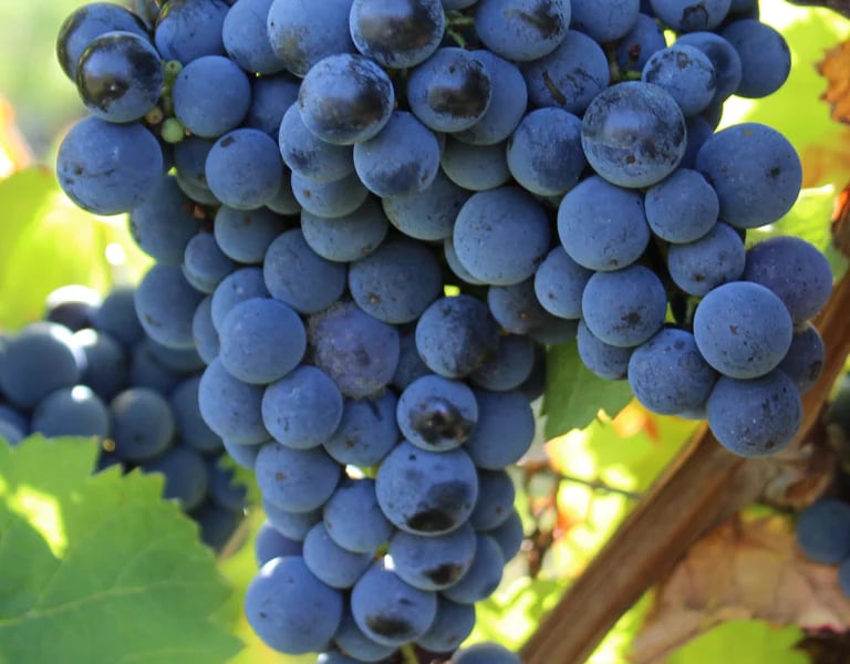 Grappe de raisin rouge 