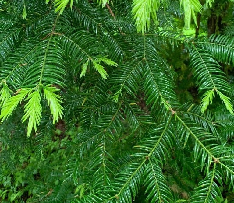 pine tree branches from wreath