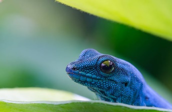 cobras e lagartos