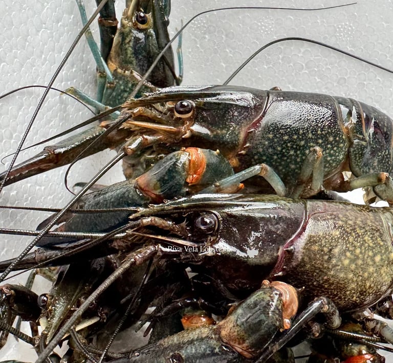 Stok lobster air tawar Redclaw hidup yang aktif dan sehat untuk menjaga kesegaran rasa masakan