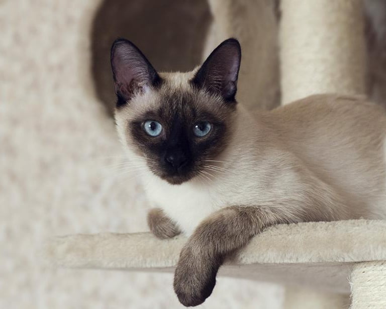 Un chat siamois aux yeux bleus intenses allongé sur un arbre à chat beige, regardant sereinement ver