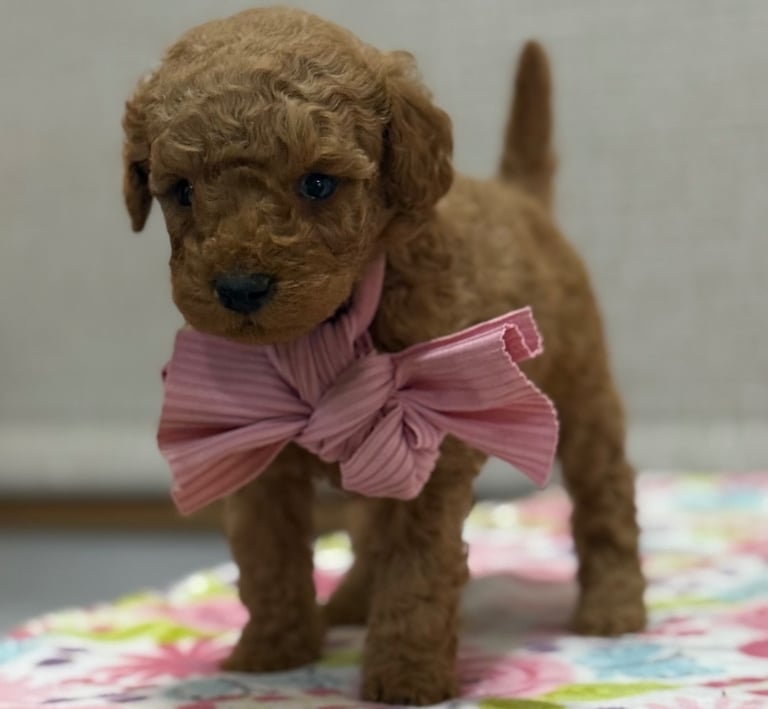Cachorro adoptable jugando en un refugio español.