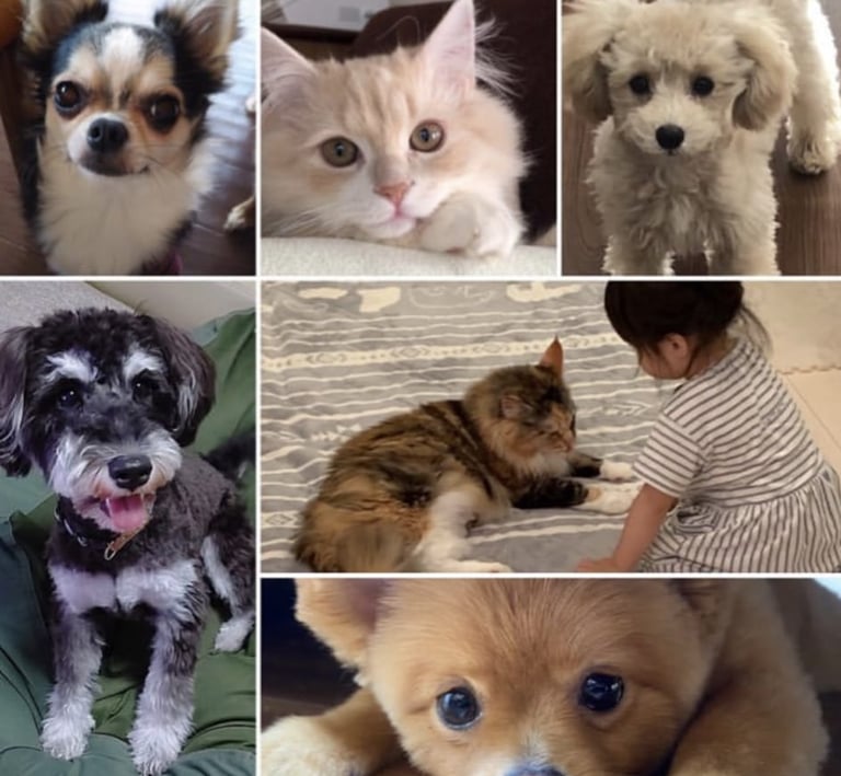 chihuahua, gatis, caniches, gati adoptado