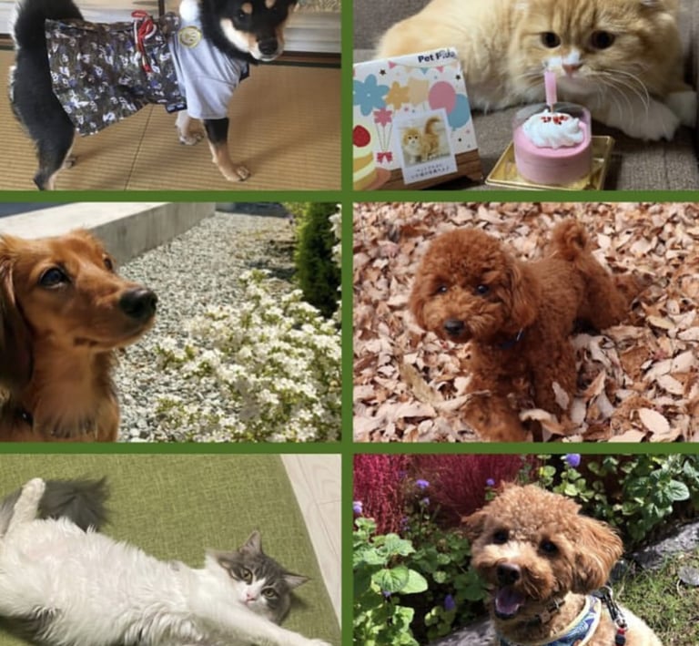 Gati, tekcel, caniches , gatis, caniches