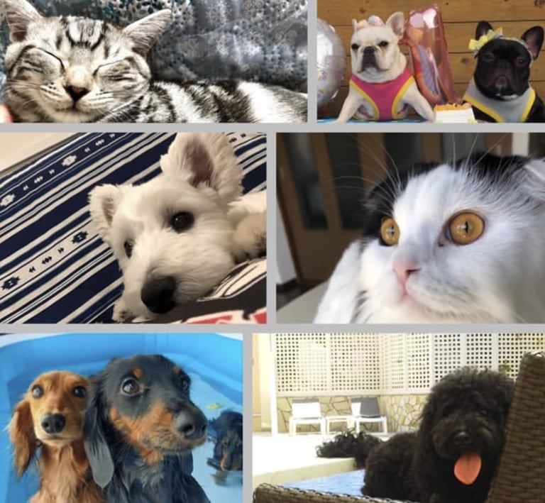 Gati, bulldog frances (macho y hembra) terrier , gati blanco, teckel, caniches