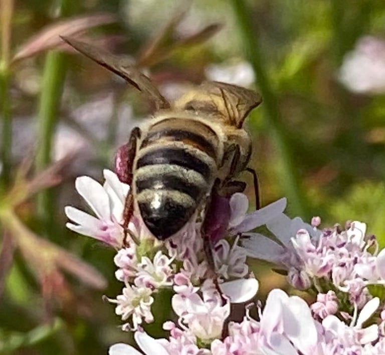 bee with purple pollen pants