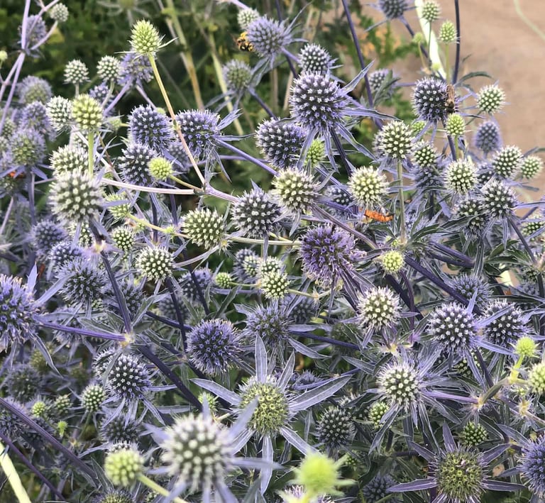 bouquet-fleurs-habay-la-vieilles-fleuriste