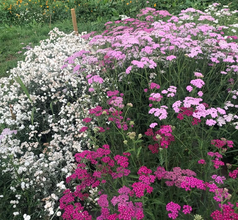 bouquet-fleurs-habay-la-vieilles-fleuriste