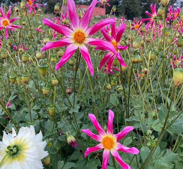 bouquet-fleurs-habay-la-vieilles-fleuriste