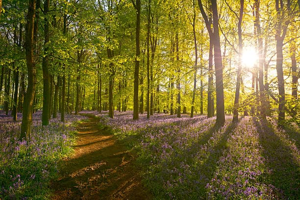 A sunlit forest path surrounded by scattered trees and a carpet of purple wildflowers on the ground