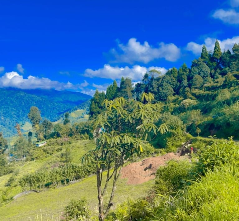 Okhrey Homestay