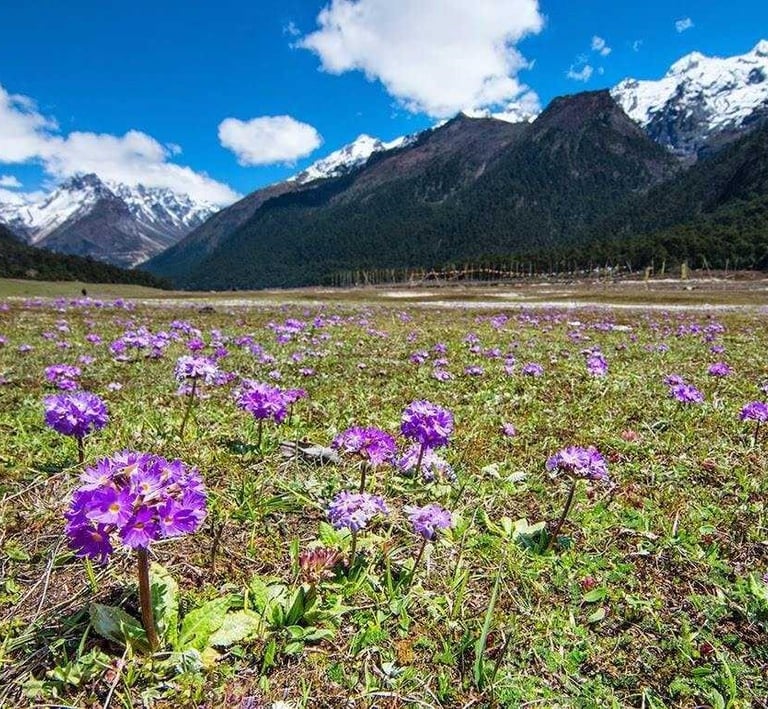 LACHUNG HOMESTAY