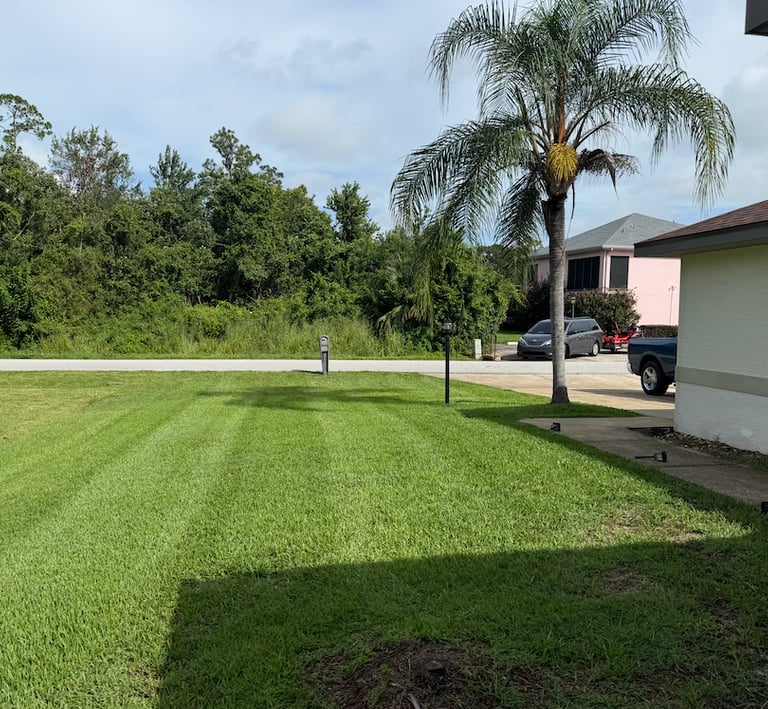 a parked in a grassy area with a palm tree