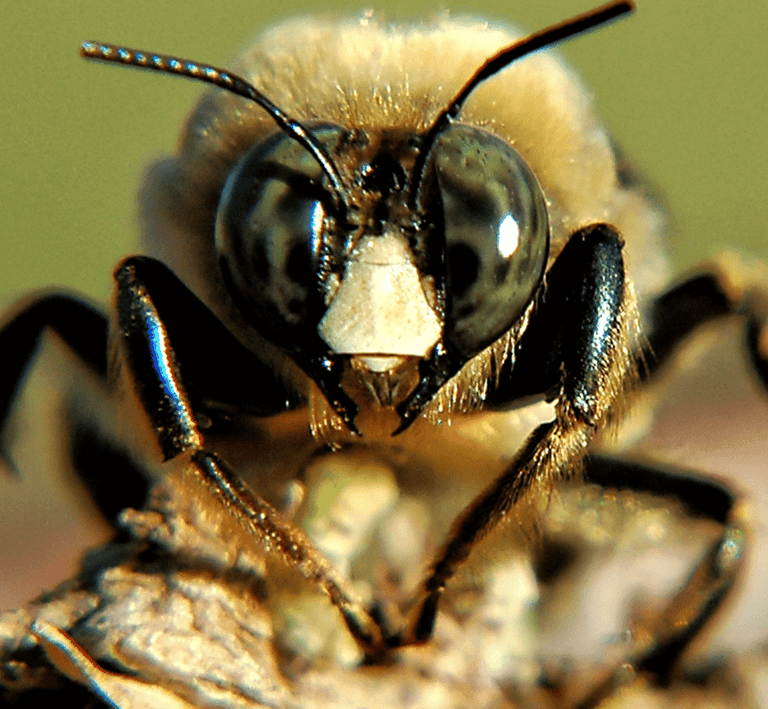 honeybee