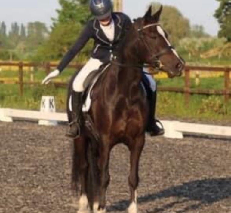 a lady praising a horse whilst competing