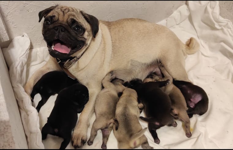 a pug dog is laying on a blanket