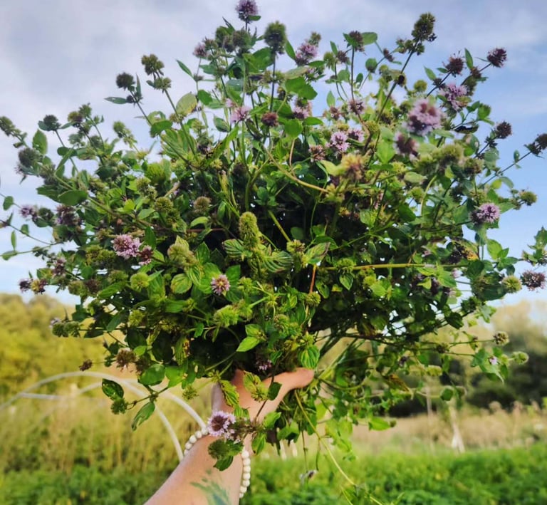 Bouquet de menthe récoltée dans le jardin pour Berlioz