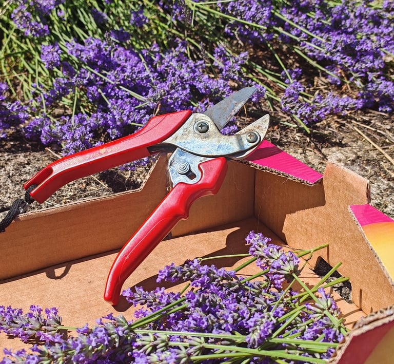 Lavande fraichement récoltée dans le jardin pour les infusions