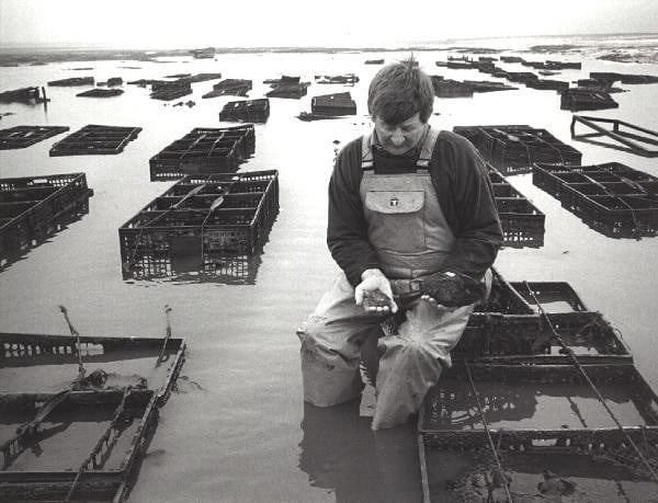 Uncle Cyril from Brancaster Oysters