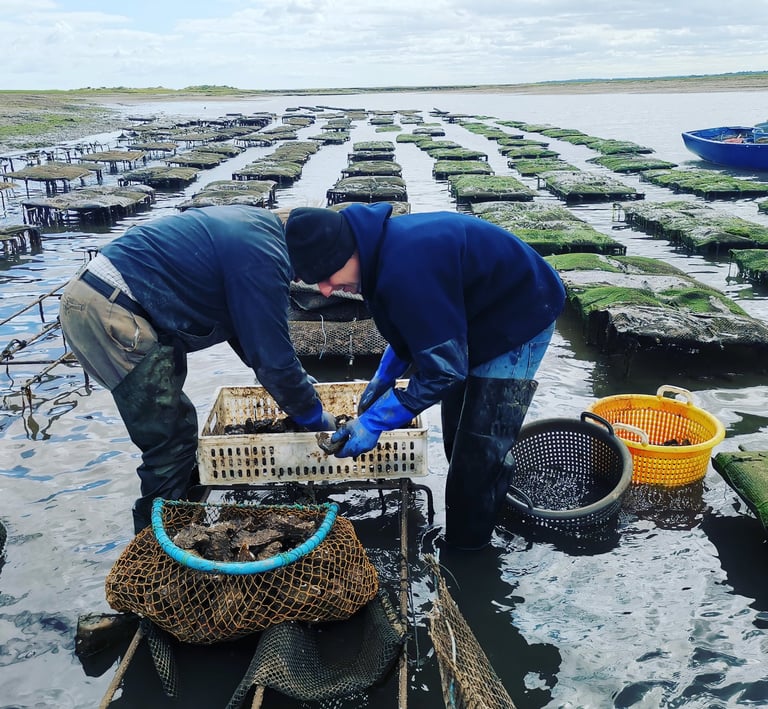 Ben and Cyril picking the best oysters for a Norfolk wedding