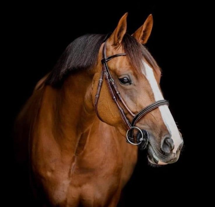 Chestnut Horse