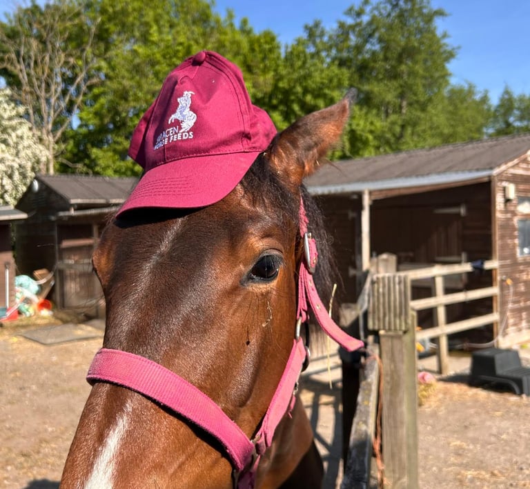 Bay Horse with saracen hat on