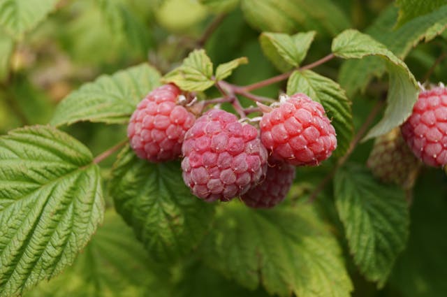 Frambueza en el campo - Ingredientes para Cubitos Ice Cream