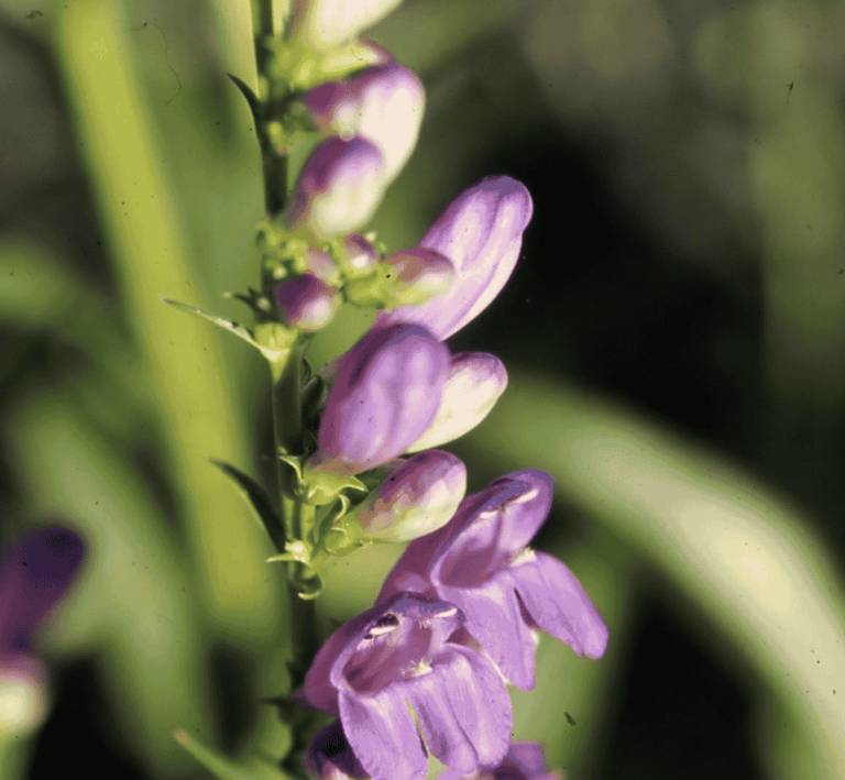 Close-up of a delicate purple penstemon flowers blooming in sunlight.