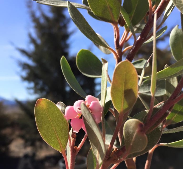 Native manzanita plant growing at Wildland Gardens