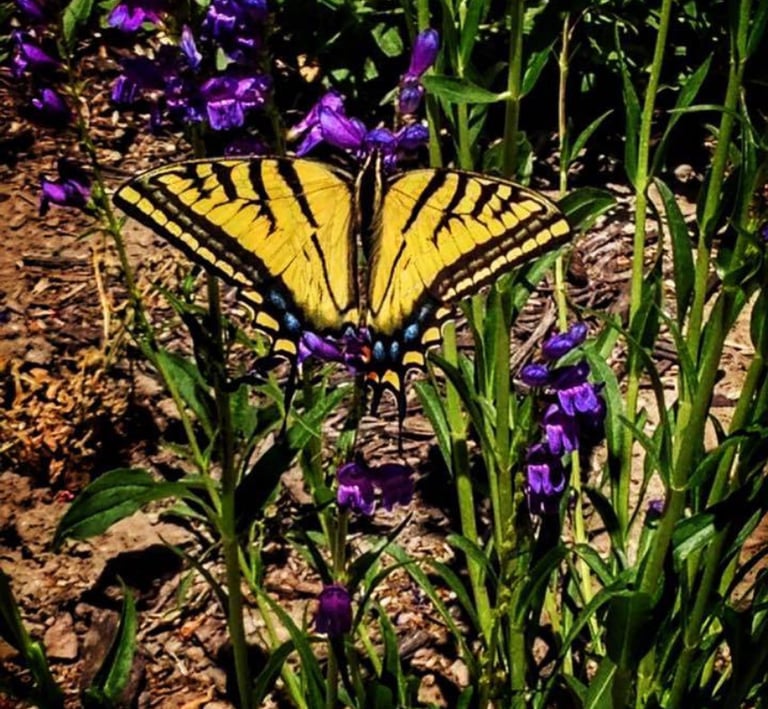 A yellow and black swallowtail butterfly rests on vibrant purple wildflowers